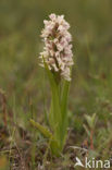 Vleeskleurige orchis (Dactylorhiza incarnata) 