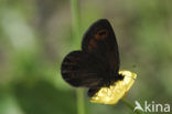 Woodland Ringlet (Erebia medusa)