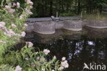 Voorsterbos