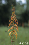redhot poker (Kniphofia uvaria)