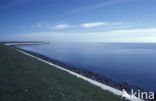 Waddenzee