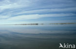 Waddensea