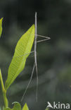 Indian stick insect (Carausius morosus)