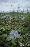 Watergentiaan (Nymphoides peltata)