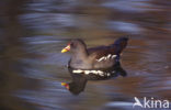 Common Moorhen (Gallinula chloropus)