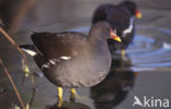 Common Moorhen (Gallinula chloropus)