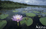 Cape Blue waterlily (Nymphaea capensis)
