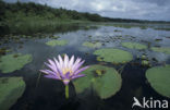 Waterlelie (Nymphaea capensis)