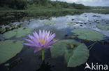 Waterlily (Nymphaea spec.)