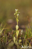 Waterpunge (Samolus valerandi)