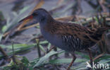 Waterrail (Rallus aquaticus)