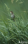 Aquatic Warbler (Acrocephalus paludicola) 