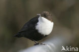 White-throated Dipper (Cinclus cinclus)