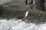 White-throated Dipper (Cinclus cinclus)