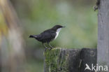 White-throated Dipper (Cinclus cinclus)