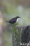 White-throated Dipper (Cinclus cinclus)