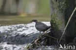 Waterspreeuw (Cinclus cinclus)