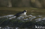 White-throated Dipper (Cinclus cinclus)