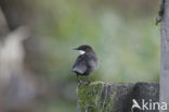 White-throated Dipper (Cinclus cinclus)