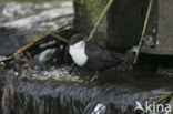 White-throated Dipper (Cinclus cinclus)