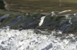 White-throated Dipper (Cinclus cinclus)