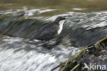 White-throated Dipper (Cinclus cinclus)