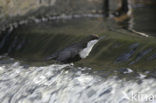 White-throated Dipper (Cinclus cinclus)
