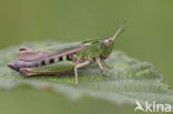 Wekkertje (Omocestus viridulus)