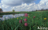 Wilde kievitsbloem (Fritillaria meleagris) 