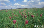 Wilde kievitsbloem (Fritillaria meleagris) 