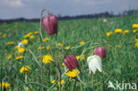 Wilde kievitsbloem (Fritillaria meleagris) 