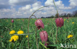 Wilde kievitsbloem (Fritillaria meleagris) 