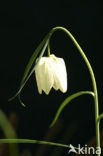 Wilde kievitsbloem (Fritillaria meleagris) 