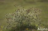 Wilde kruisdistel (Eryngium campestre)