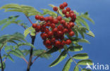 Wilde lijsterbes (Sorbus aucuparia)