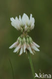 Witte klaver (Trifolium repens)