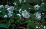 Wood-sorrel (Oxalis acetosella)