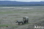 white Rhinoceros