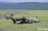 white Rhinoceros