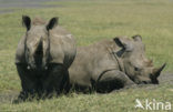 white Rhinoceros