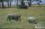 white Rhinoceros