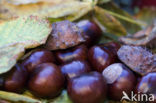 Witte paardenkastanje (Aesculus hippocastanum)