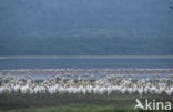 Roze Pelikaan (Pelecanus onocrotalus)