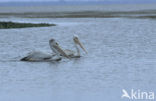 Roze Pelikaan (Pelecanus onocrotalus)