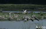 Roze Pelikaan (Pelecanus onocrotalus)