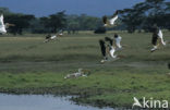 Eastern white pelican (Pelecanus onocrotalus)