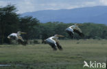 Eastern white pelican (Pelecanus onocrotalus)