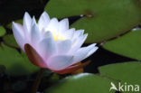 Witte waterlelie (Nymphaea alba)