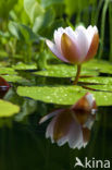 Witte waterlelie (Nymphaea alba)