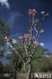 Woestijnroos (Adenium obesum)